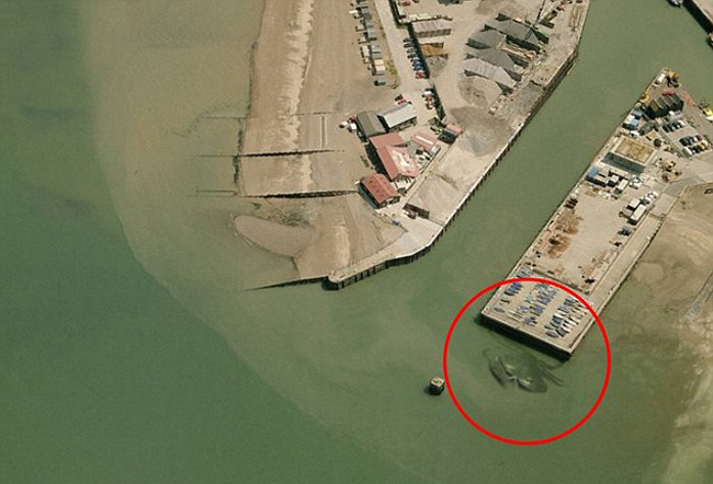 巨型螃蟹出现在英国码头:有15米长 有轻微浮动