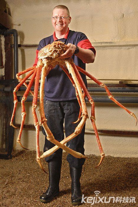 日本蜘蛛蟹酷似巨大毒蜘蛛 是世界上最大的甲壳动物