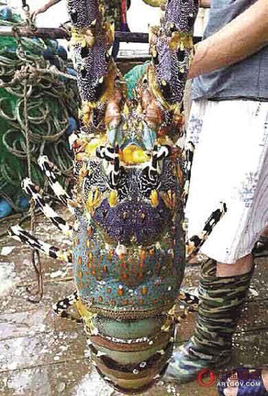 渔民捕到1米长“七彩龙虾” 被人60万买走(图)