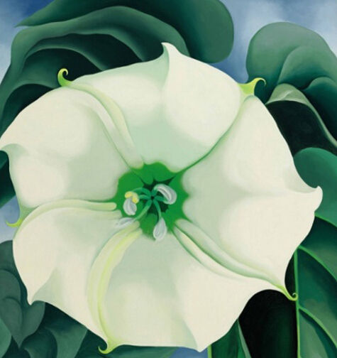 《白色花朵NO.1》 奥基弗 1932年