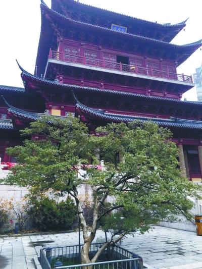 南京毗卢寺有两株300多岁黄杨古树 前身死于明初