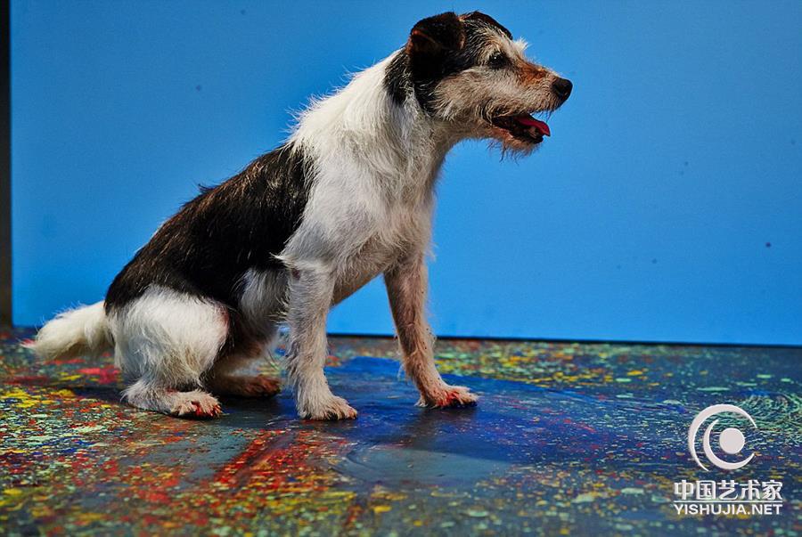 巴西几位艺术家引导小狗创作抽象画求领养