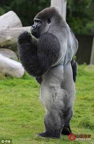 英国大猩猩喜欢直立行走 今年24岁重220公斤