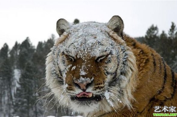 雪中的西伯利亚虎