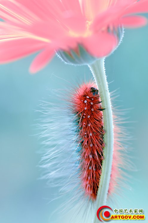 虫虫的童话世界